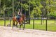 Photo - 166 Nandroya Road, Cooroy QLD 4563 - Image 23