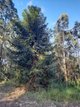 Photo - 1678 Gaeta Rd , Gaeta QLD 4671 - Image 1