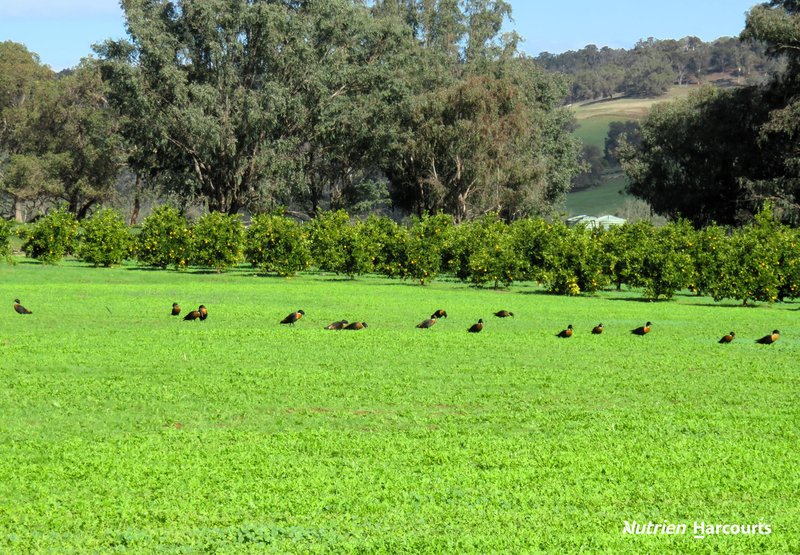 Photo - 169 Densley Road, Bindoon WA 6502 - Image 16