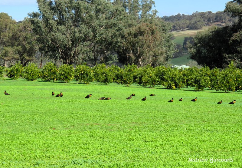 Photo - 169 Densley Road, Bindoon WA 6502 - Image 13