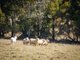 Photo - 1694 Abercrombie Road, Oberon NSW 2787 - Image 24