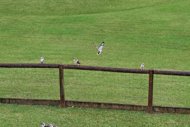 Photo - 17 Timberview Drive, Wongawallan QLD 4210 - Image 29