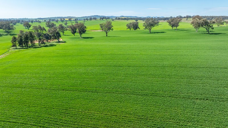 Photo - 1726 Howlong Burrumbuttock Road, Burrumbuttock NSW 2642 - Image 9