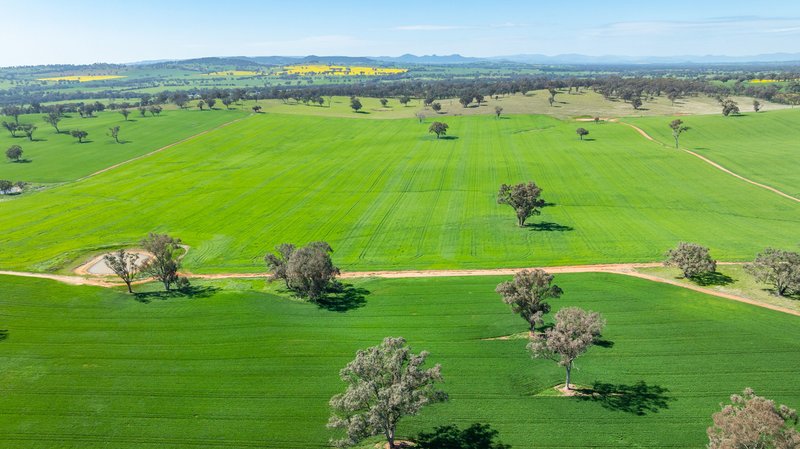 Photo - 1726 Howlong Burrumbuttock Road, Burrumbuttock NSW 2642 - Image 33