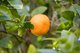Photo - 1/73 Weaponess Road, Scarborough WA 6019 - Image 25