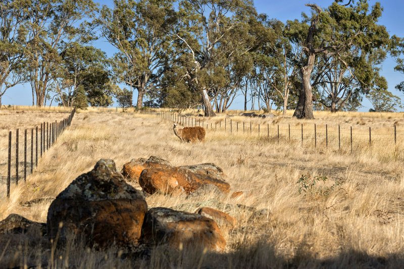 Photo - 176 North Redesdale Road, Redesdale VIC 3444 - Image 12