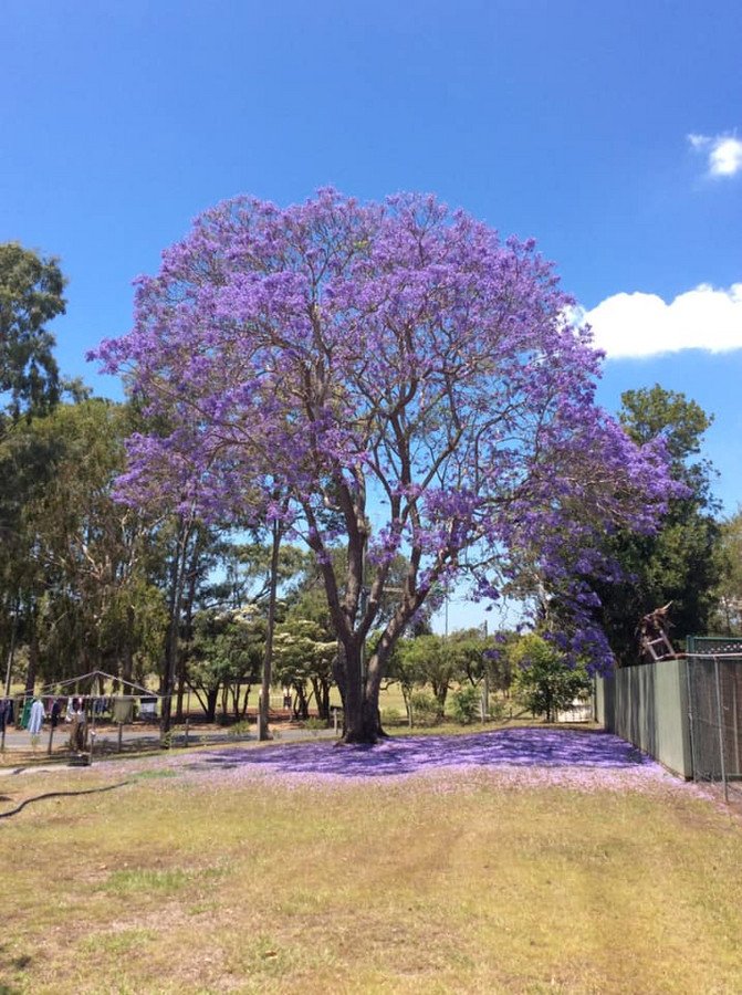 Photo - 177-197 Bells Pocket Road, Strathpine QLD 4500 - Image 32