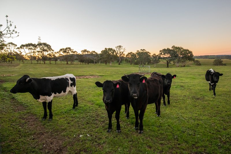 Photo - 179 Back Callington Road, Nairne SA 5252 - Image 26