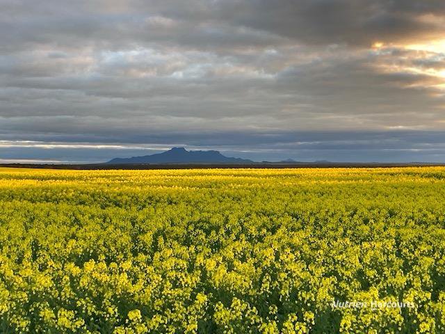 1799 Boxwood Hill-Ongerup Road, Boxwood Hill WA 6338