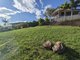 Photo - 18 Ben Lexcen Court, Clinton QLD 4680 - Image 3