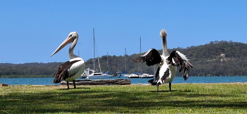 Photo - 18 Cove Boulevard, North Arm Cove NSW 2324 - Image 3