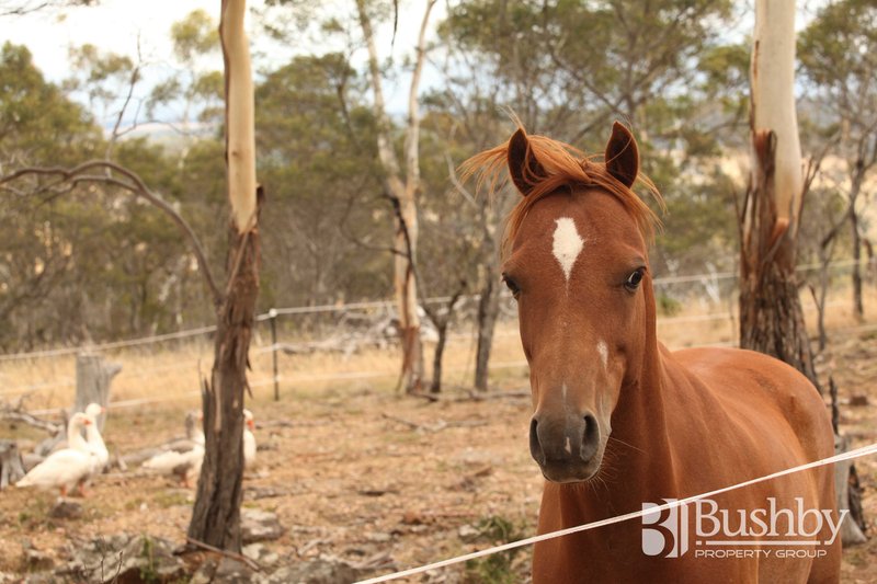 Photo - 18 Heald Road, Travellers Rest TAS 7250 - Image 21