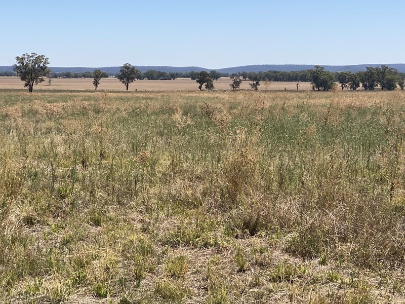 Photo - 18 Miles Road, Forbes NSW 2871 - Image 1
