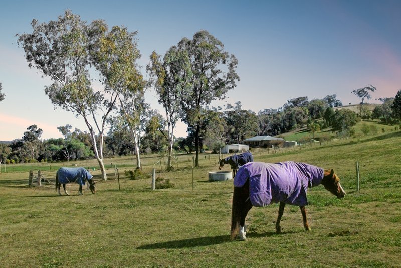 Photo - 1822 Kamilaroi Highway, Quirindi NSW 2343 - Image 6