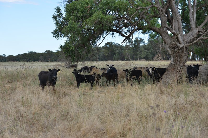 1896 Boxridge Road, Purlewaugh NSW 2357