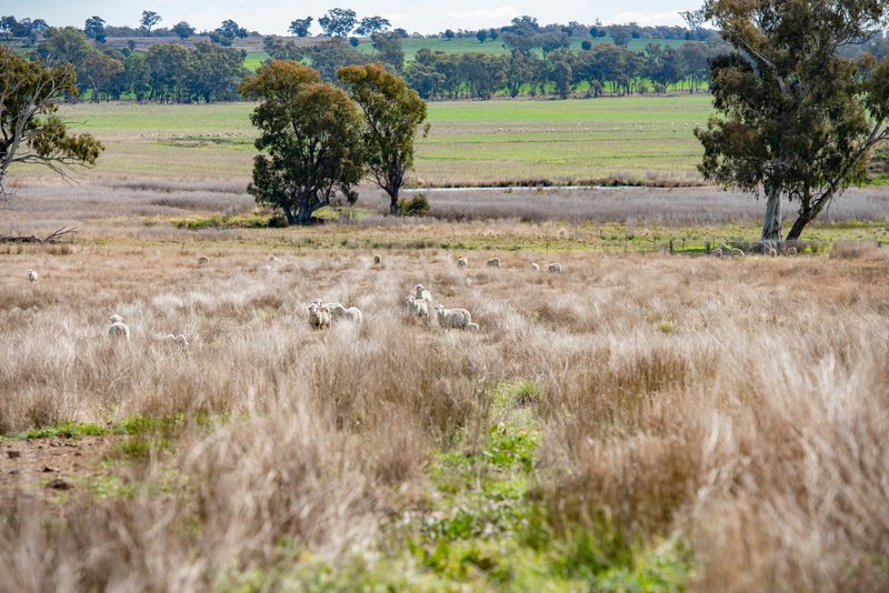 Photo - 1896 Boxridge Road, Purlewaugh NSW 2357 - Image 6