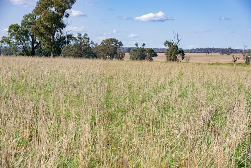 Photo - 1896 Boxridge Road, Purlewaugh NSW 2357 - Image 10