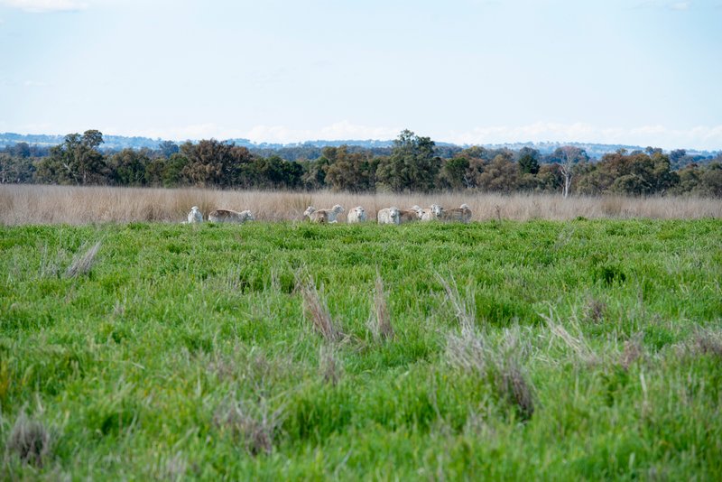 Photo - 1896 Boxridge Road, Purlewaugh NSW 2357 - Image 11