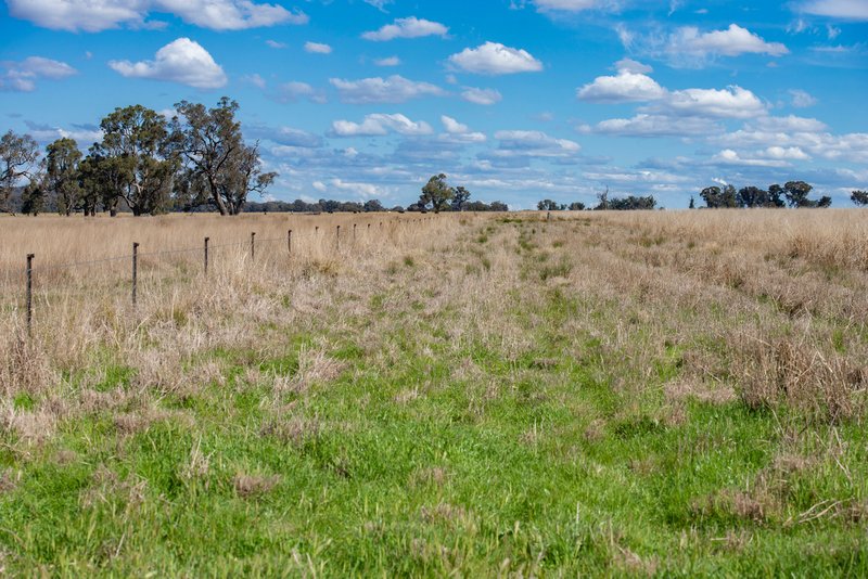 Photo - 1896 Boxridge Road, Purlewaugh NSW 2357 - Image 12