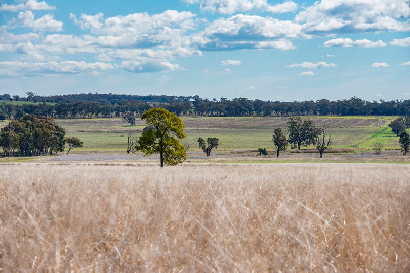 Photo - 1896 Boxridge Road, Purlewaugh NSW 2357 - Image 13