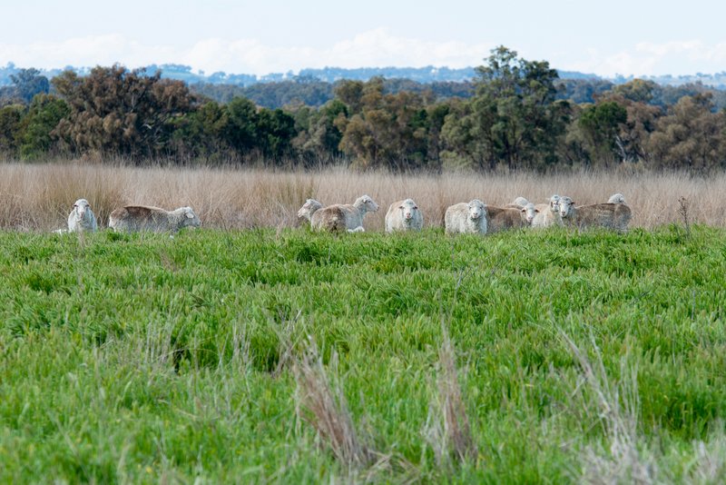 Photo - 1896 Boxridge Road, Purlewaugh NSW 2357 - Image 14