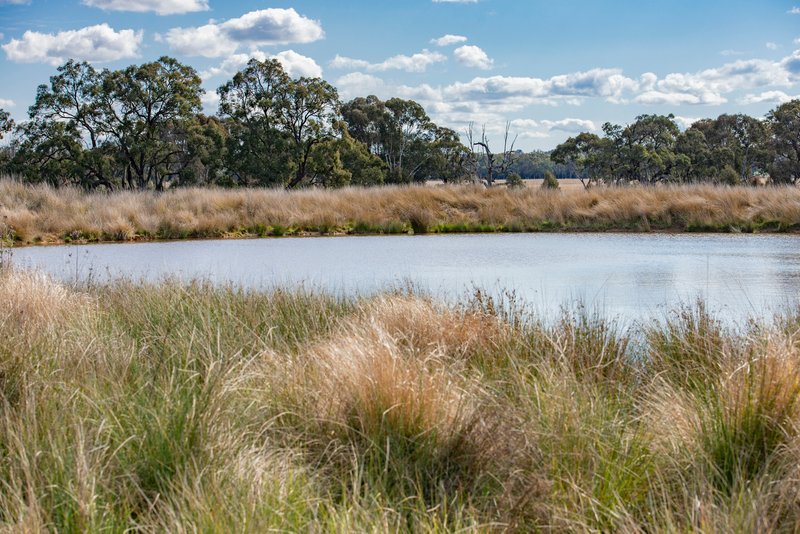 Photo - 1896 Boxridge Road, Purlewaugh NSW 2357 - Image 15