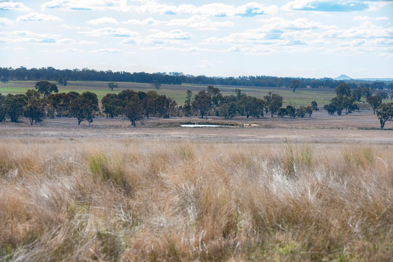 Photo - 1896 Boxridge Road, Purlewaugh NSW 2357 - Image 16