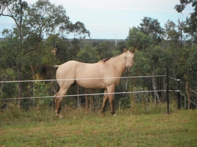 Photo - 19 Bruce Highway, Bambaroo QLD 4850 - Image 7