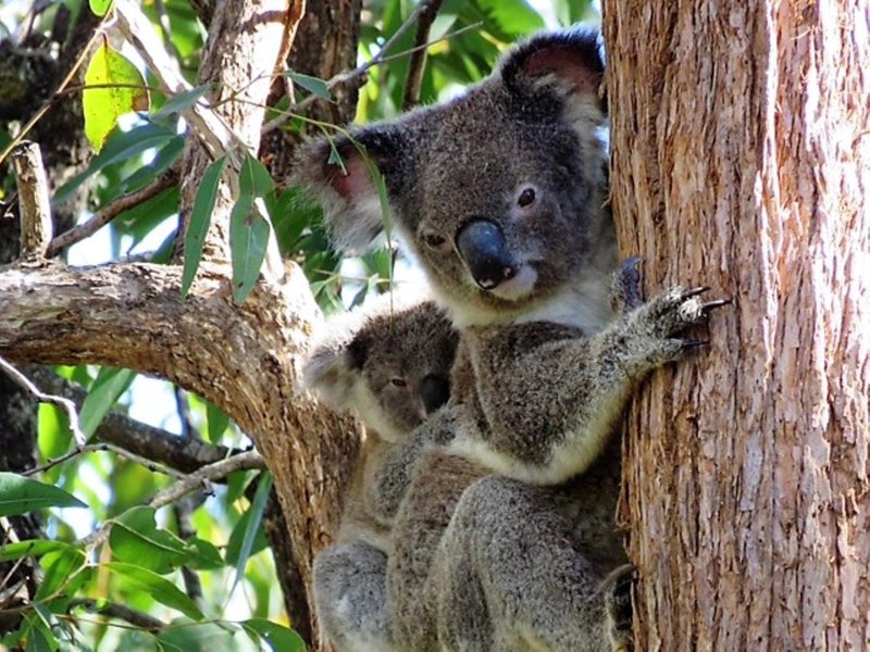 Photo - 19/2 Simpsons Road, Currumbin Waters QLD 4223 - Image 3