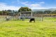 Photo - 1928 Glenelg Highway, Scarsdale VIC 3351 - Image 15