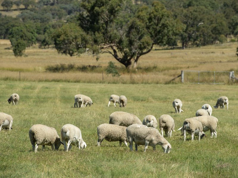 Photo - 1929 Texas Road, Stanthorpe QLD 4380 - Image 9