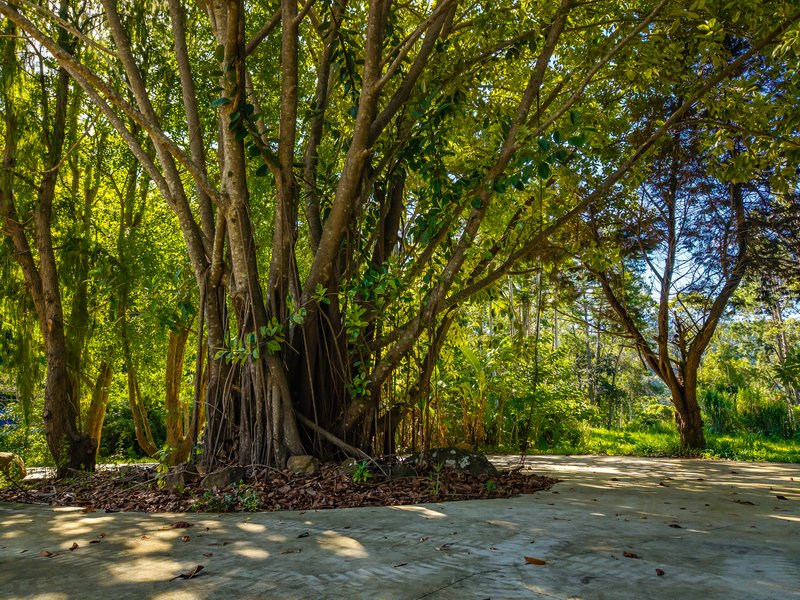 Photo - 196-276 Kaiser Road, Tamborine Mountain QLD 4272 - Image 12