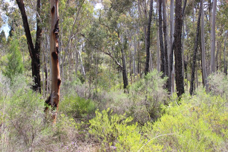 Photo - 199 Homeleigh Drive, Coonabarabran NSW 2357 - Image 4