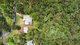 Photo - 2 Forest Oak Court, Tanawha QLD 4556 - Image 16