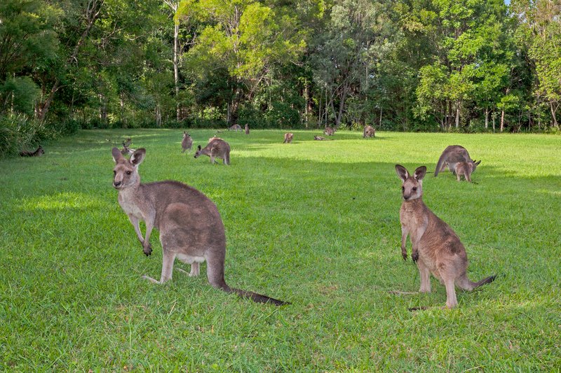 Photo - 2 Yagoi Place, Currumbin Valley QLD 4223 - Image 23