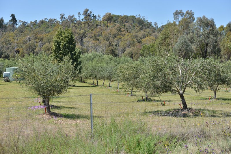 Photo - 20 Kurrajong Road, Coonabarabran NSW 2357 - Image 15