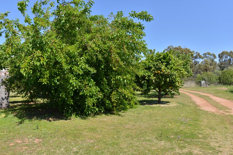 Photo - 20 Kurrajong Road, Coonabarabran NSW 2357 - Image 17