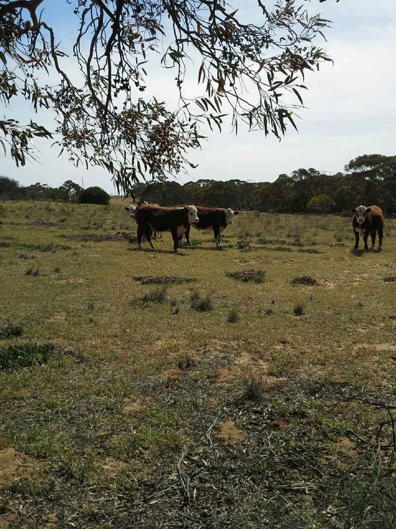 Photo - 2007 Boundary Rd , Murray Bridge East SA 5253 - Image 5