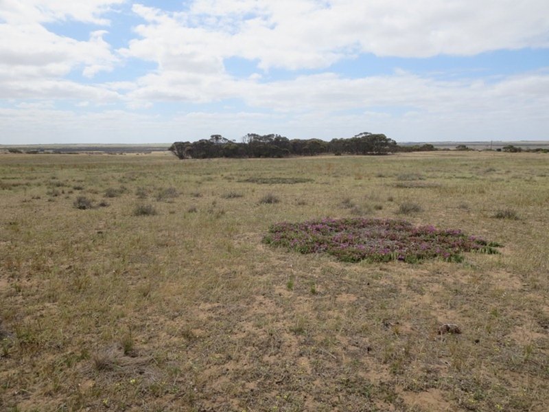 Photo - 2007 Boundary Rd , Murray Bridge East SA 5253 - Image 14