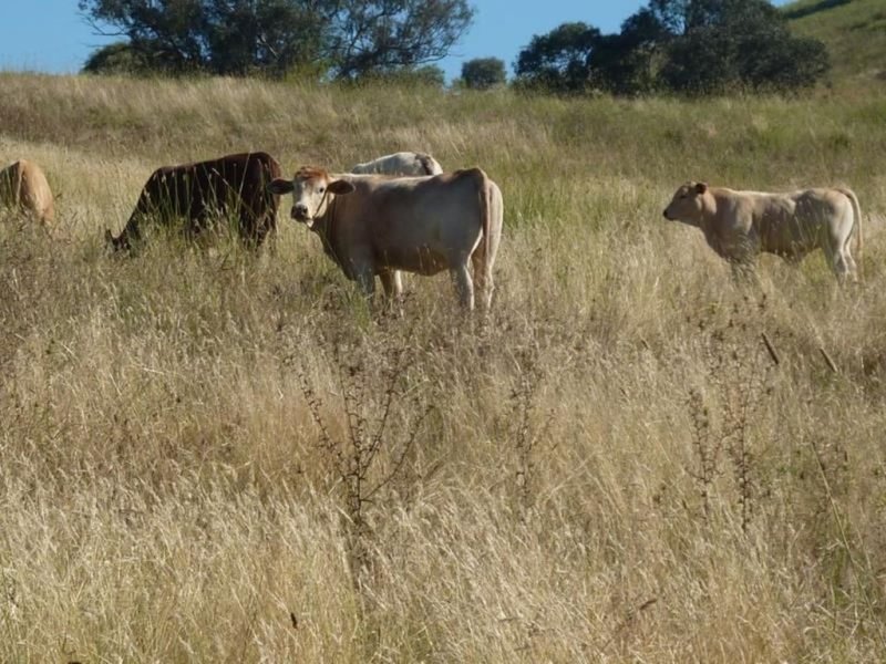 Photo - 201/2122 Long Point Rd , Mullion Creek NSW 2800 - Image