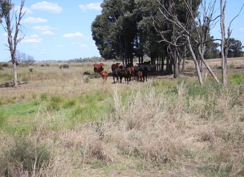 Photo - 206 Prices Road, Kapaldo , Monto QLD 4630 - Image 10