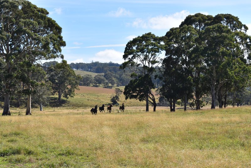 Photo - 207 Sheepstation Forest Road, Oberon NSW 2787 - Image 4