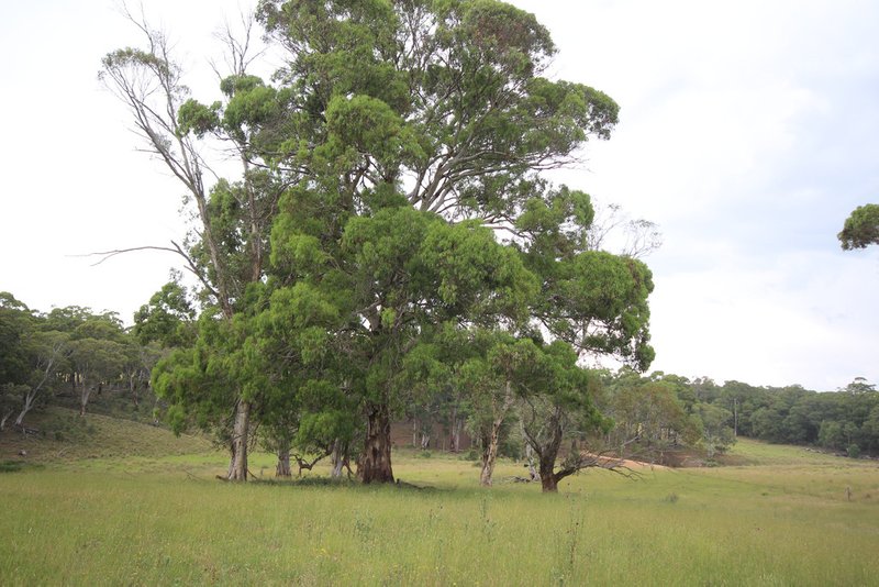 Photo - 207 Sheepstation Forest Road, Oberon NSW 2787 - Image 7