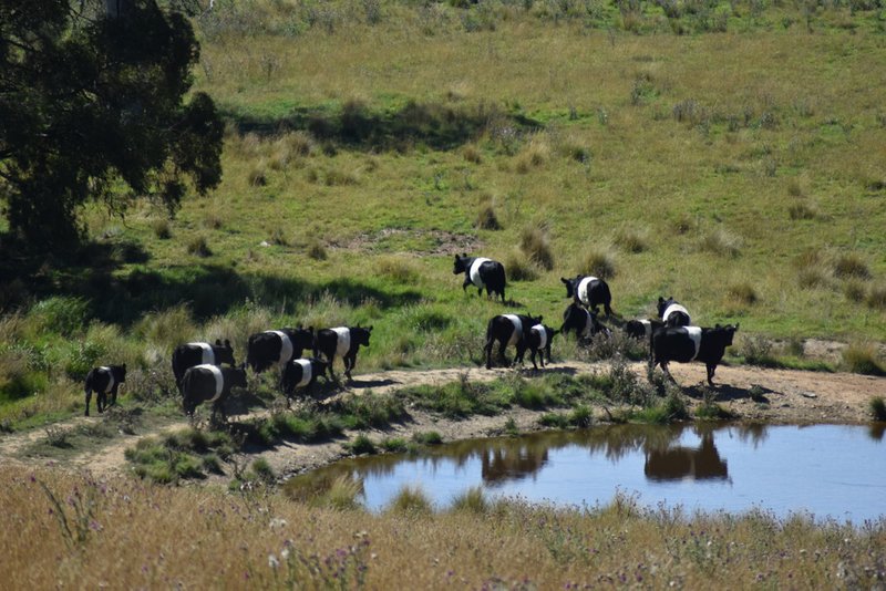 Photo - 207 Sheepstation Forest Road, Oberon NSW 2787 - Image 12