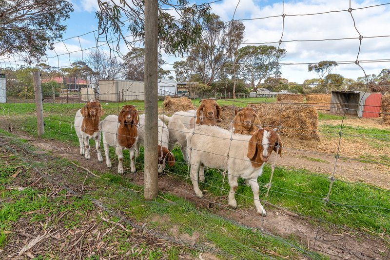 Photo - 21 Callington Road, Strathalbyn SA 5255 - Image 21