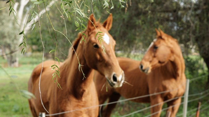 Photo - 21 Copeland Parade, Bedgerebong NSW 2871 - Image 5