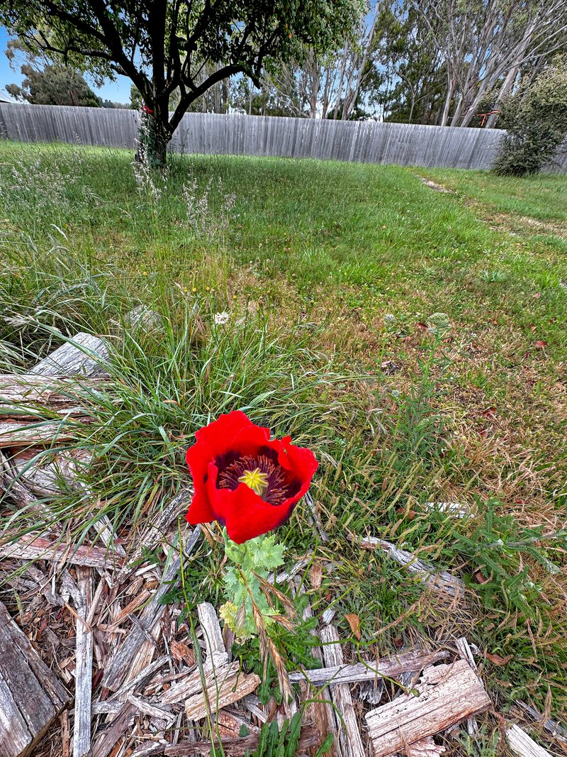 Photo - 21 Gray Road, St Marys TAS 7215 - Image 20