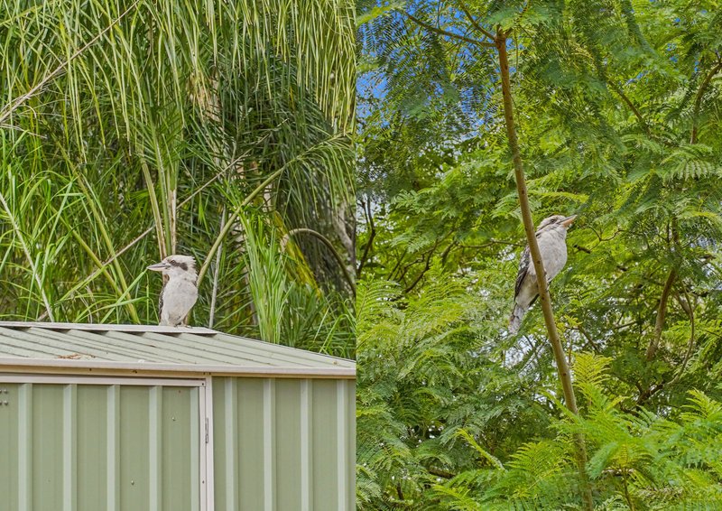 Photo - 21 Jeanette Avenue, Springwood QLD 4127 - Image 25