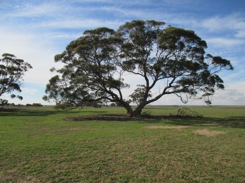 Photo - 213 Barney Road, Netherton SA 5301 - Image 13