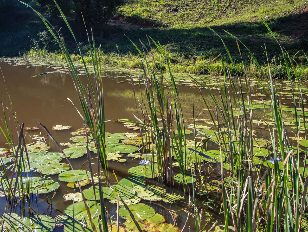 215 MCAULEYS ROAD, Terranora NSW 2486 - Image 8